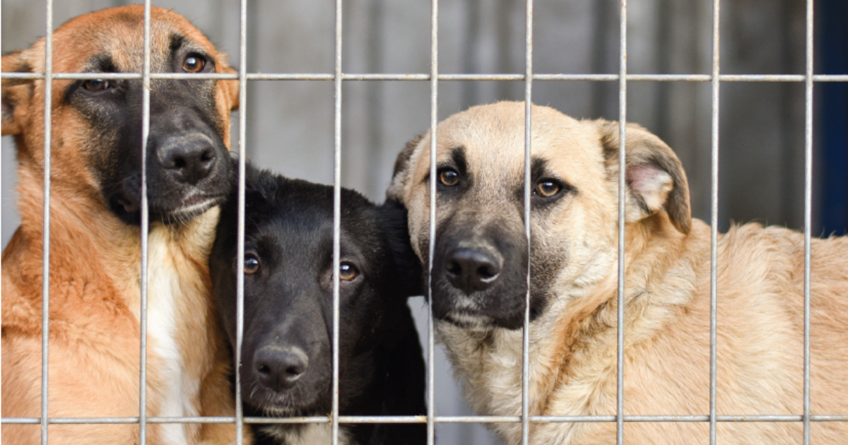 Premises Permits and Shelter Medicine Helping Your Community, Increasing Your Scope of Practice