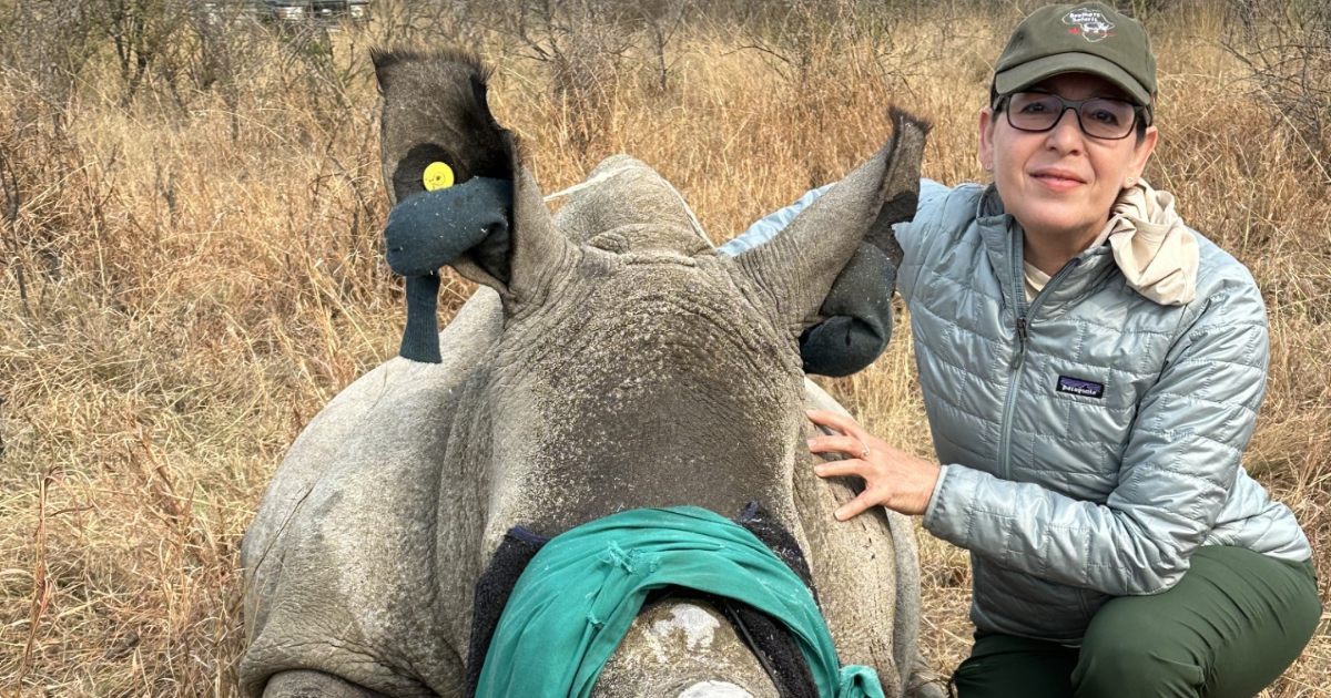 Rhino Dehorning - Dina Raichel, MS, DVM